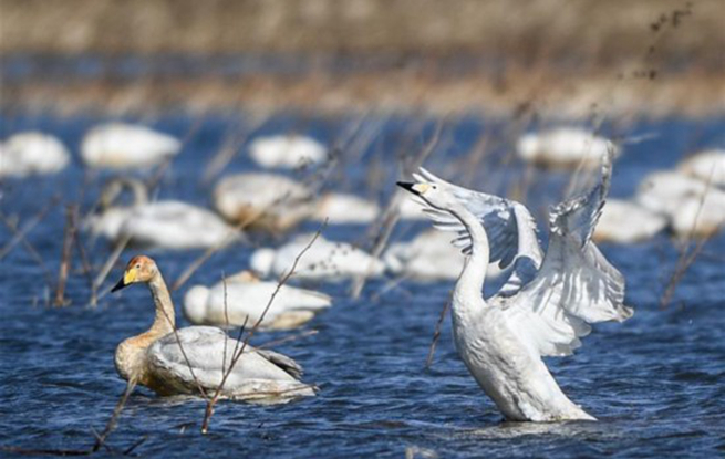 大天鹅栖息白石水库湿地自然保护区