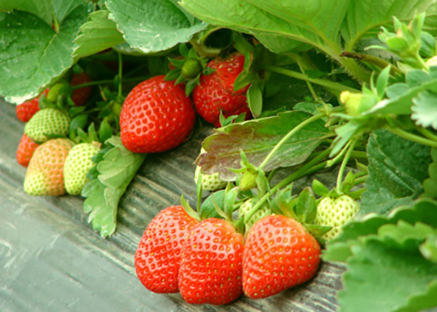 鞍山判甲草莓：享受2684小時日光浴的草莓【2】
