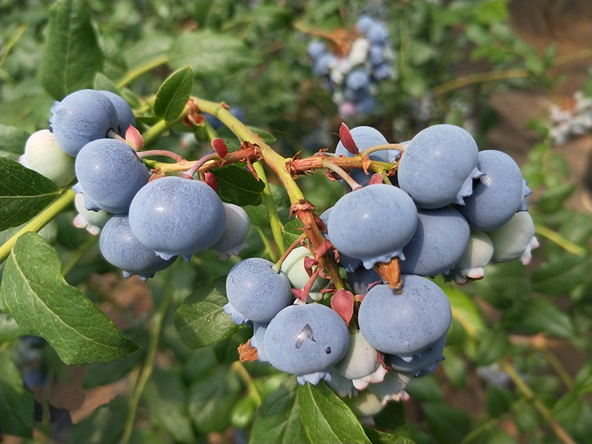 大連庄河藍莓：“大個子”藍莓十裡飄香【5】