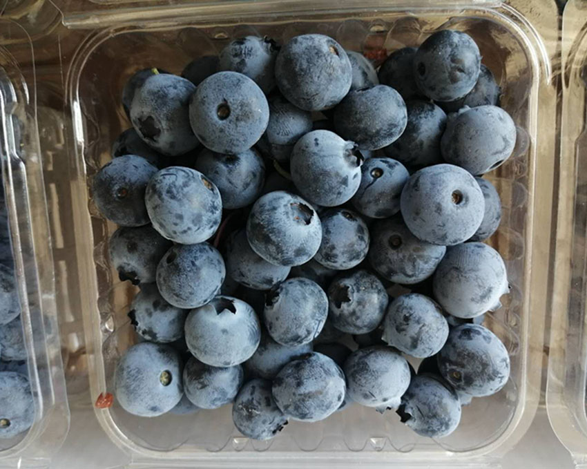 丹東長山藍莓：“小不點”有大營養【3】