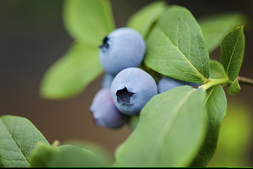 丹東長山藍莓：“小不點”有大營養【2】