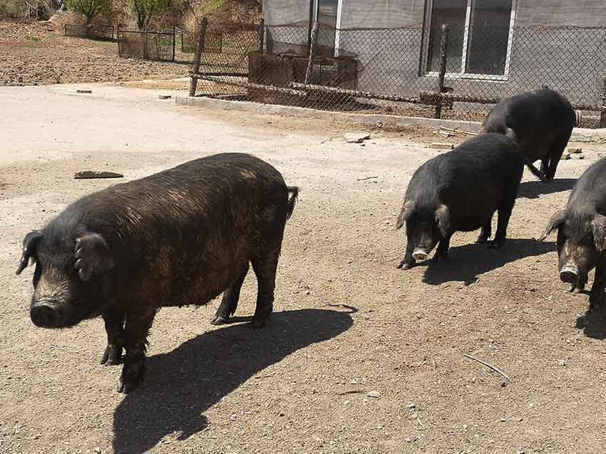 阜新东瓦黑毛猪:吃草长大的本土猪