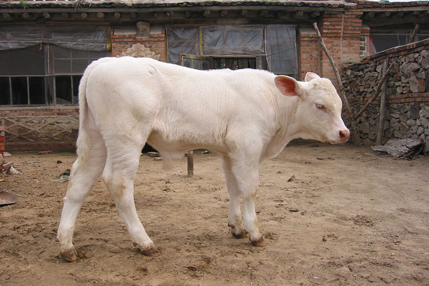 錦州黑山遼育白牛：科學選育的優質白牛【3】