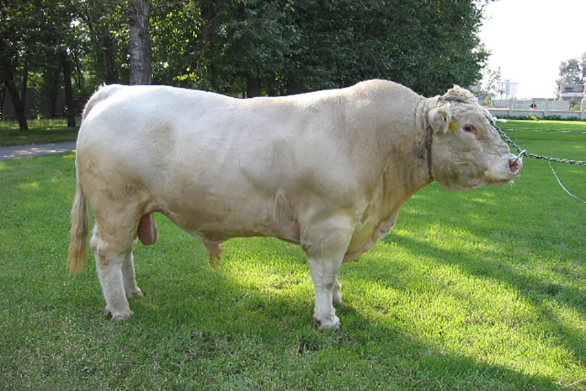 錦州黑山遼育白牛：科學選育的優質白牛【2】