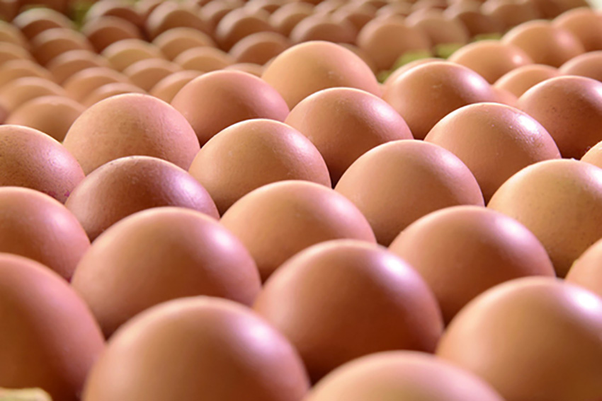 錦州黑山褐殼雞蛋：健康養殖的營養蛋【2】