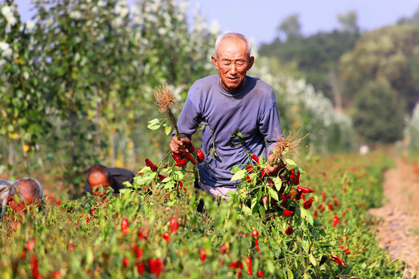 朝陽馬友營鄉辣椒：“綠色”辣椒別樣紅【2】