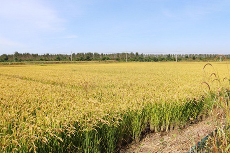 “虾稻共作”模式实现生态和经济效益“双丰收”