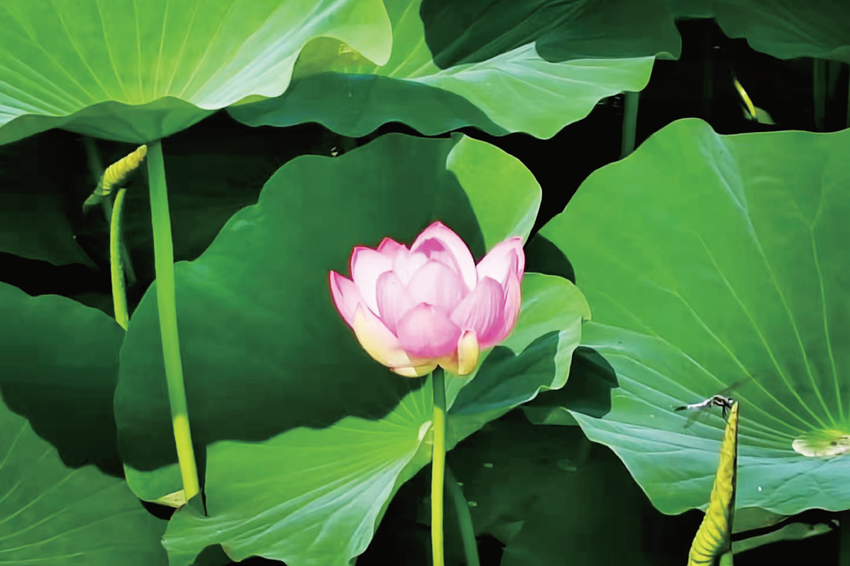 杨利利（肢体）·摄影《绽放》·新民市残联