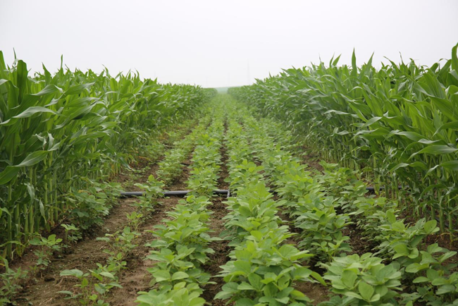 玉米大豆帶狀復合種植。受訪者供圖