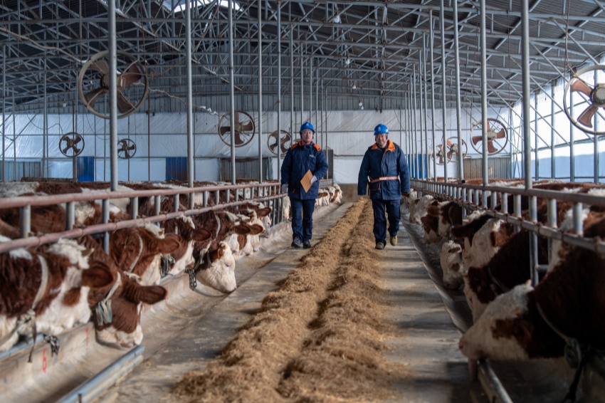 12月16日，遼寧沈陽供電公司到遼中區遼牧寨村養殖基地了解肉牛養殖御寒用電需求。陳龍 攝