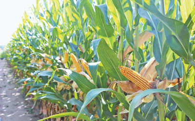 阜新市采用全智能化玉米密植高产精准调控技术，玉米亩均产量超1000公斤。图为阜新市农业农村局提供