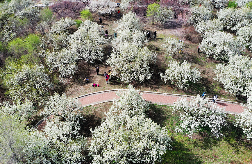 遼寧鞍山：春光無限好 梨花競相開鞍山市委網信辦供圖