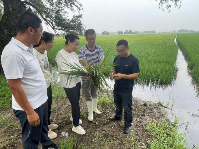 郑文静（左三）指导种植户如何进行补救。人民网记者 王斯文摄