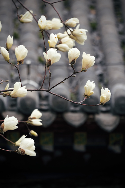 沈阳故宫：花期已至【2】