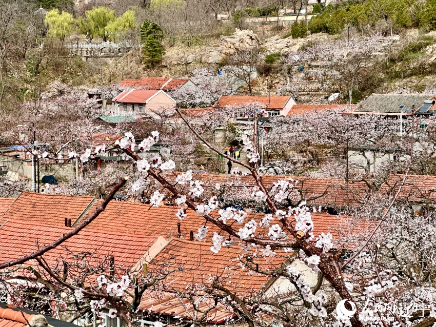 辽东春信至，漫山花海惹人醉。人民网记者 尹柏寒摄