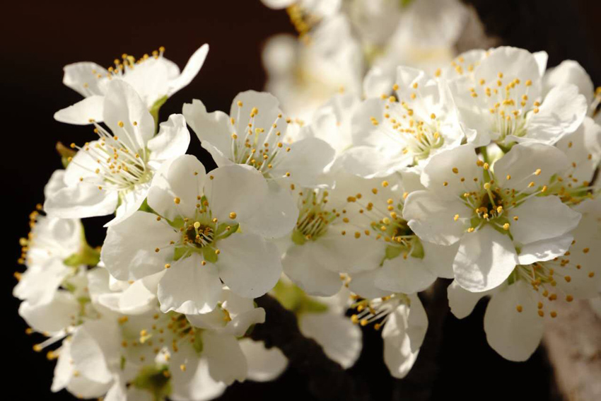 辽宁鞍山：千亩梨花春色浓