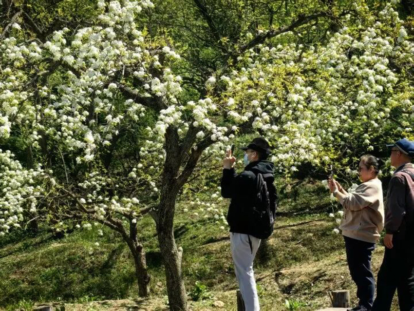 辽宁鞍山：千亩梨花春色浓【5】