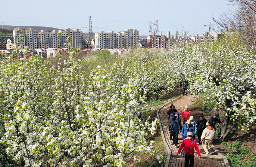 辽宁鞍山：千亩梨花春色浓【6】