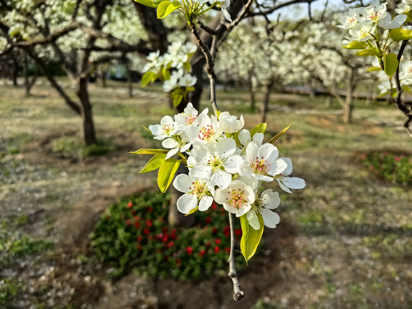辽宁鞍山：千亩梨花春色浓【3】