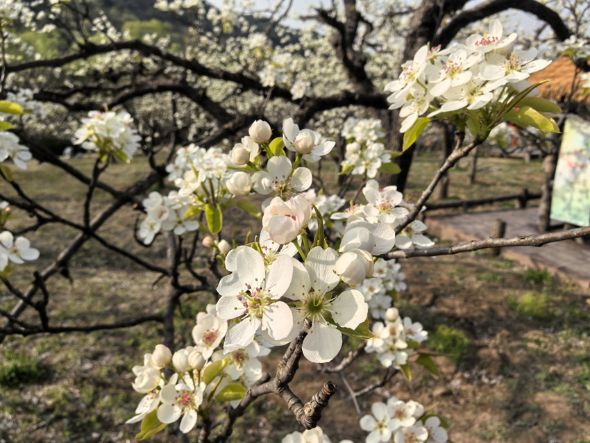 遼寧鞍山：千畝梨花春色濃【2】