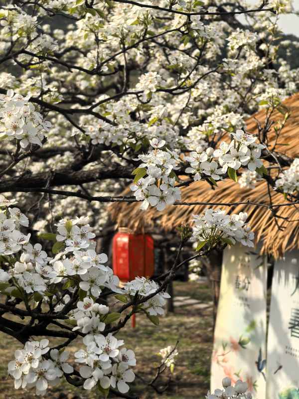 遼寧鞍山：千畝梨花春色濃【4】