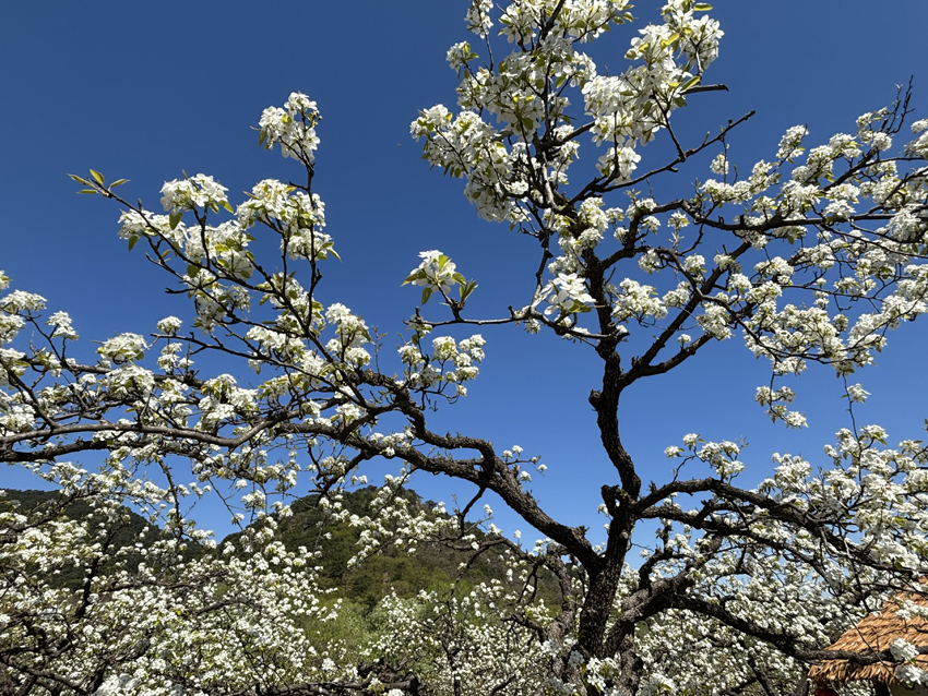 遼寧鞍山：千畝梨花春色濃【7】