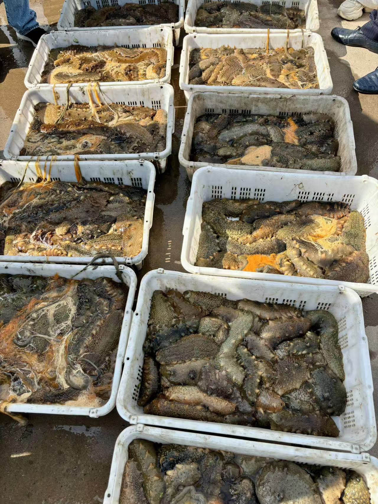 春捕开启，大连海参“第一网”抢鲜上岸【6】