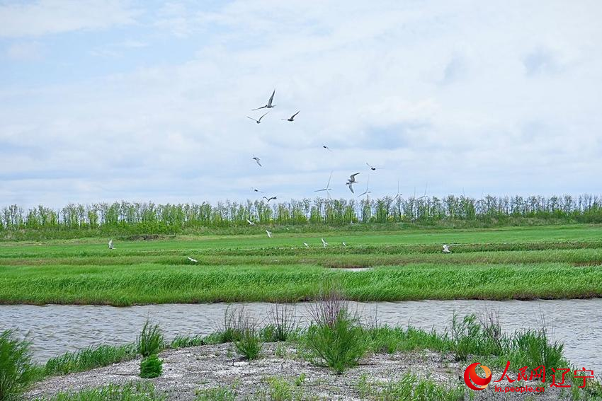 行進中國 | 錦州：大凌河口百鳥飛【2】