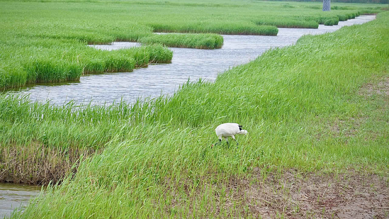 野生丹顶鹤在锦州大凌河口湿地栖息