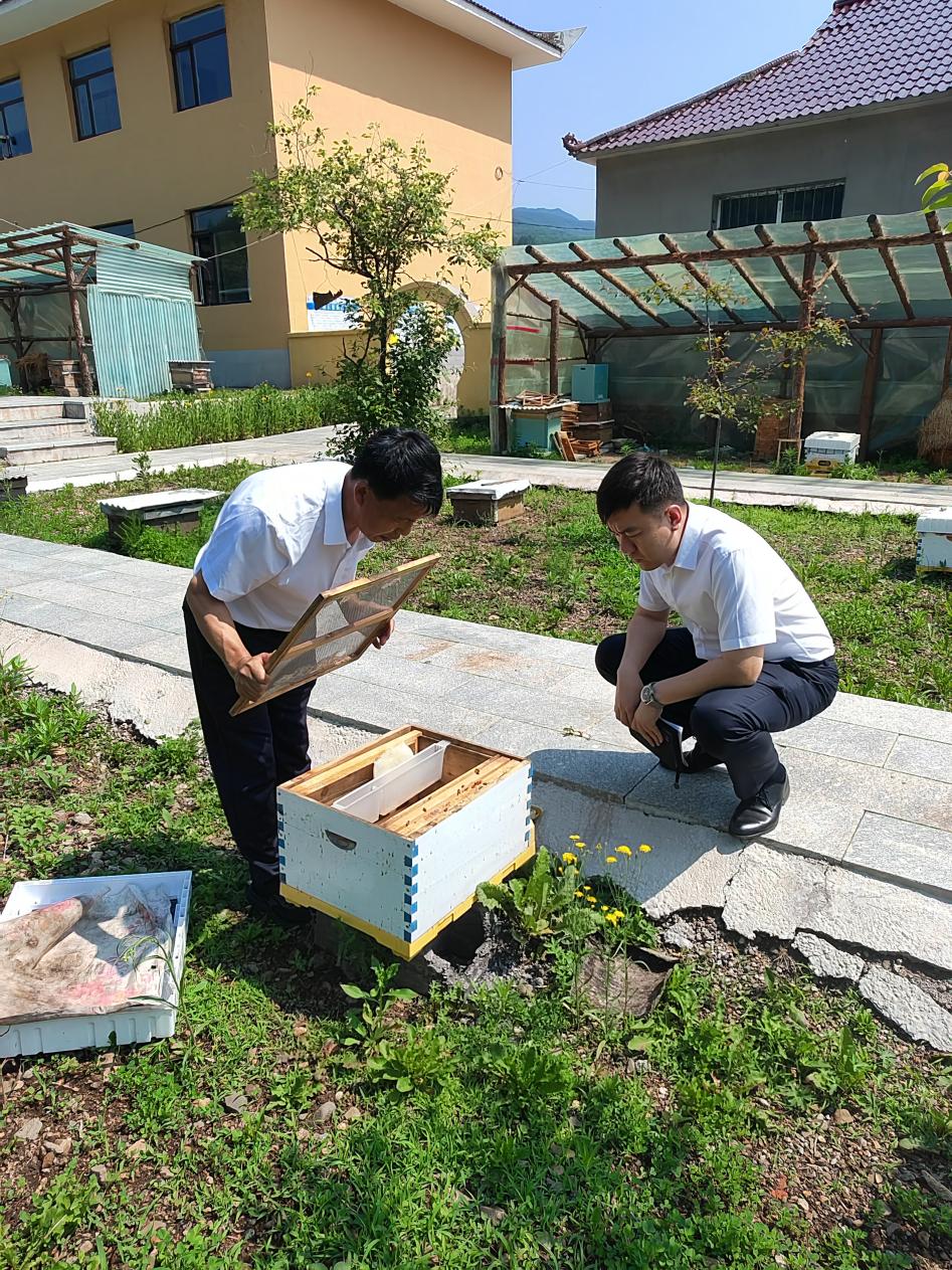 本溪分公司王湘宁检查智慧蜂箱养殖情况