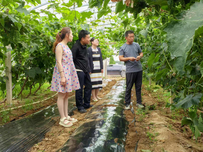 种植能手为村民支招，改进葡萄种植技术。人民网记者 王斯文摄