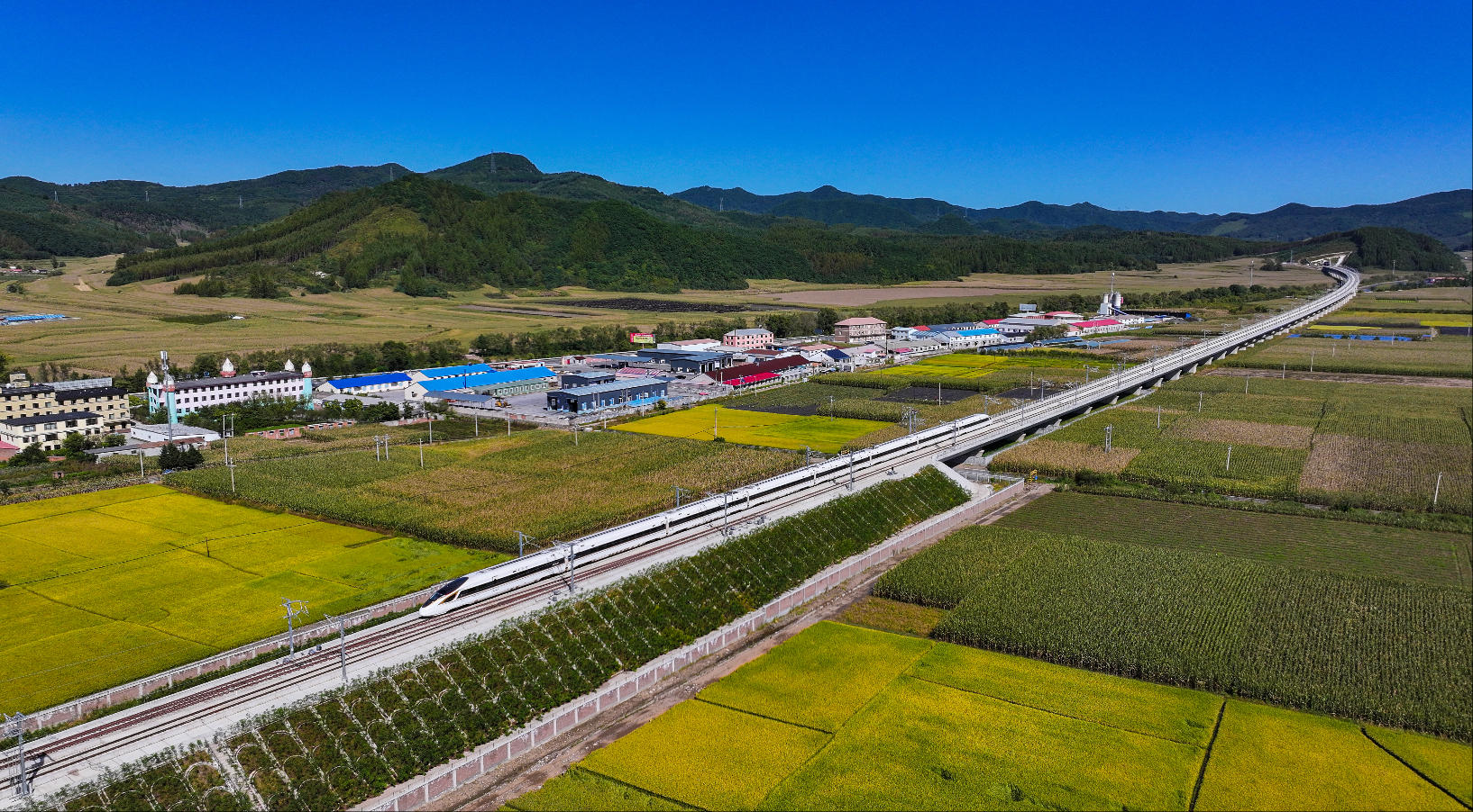 沈白高铁在农田旁飞驰而过。陈明 摄