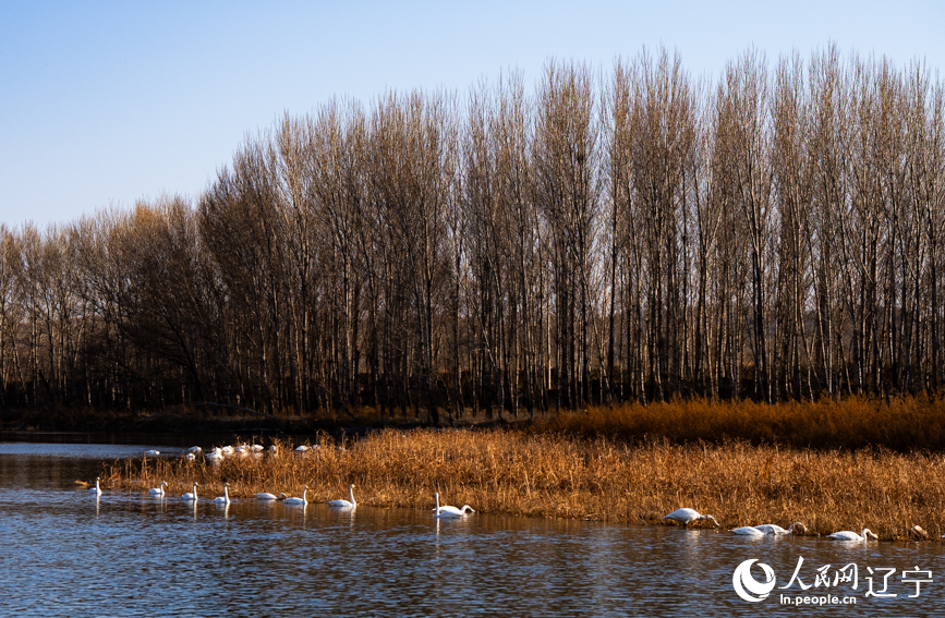 在遼寧省朝陽市北票市南八家子鄉紅村天鵝灣，數百隻潔白天鵝游蕩覓食。人民網記者 邱宇哲攝