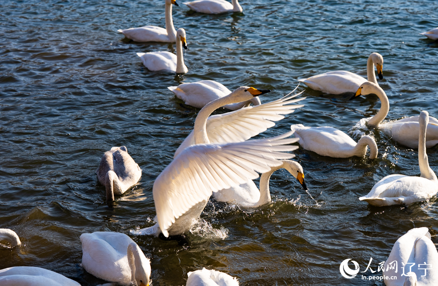 在遼寧省朝陽市北票市南八家子鄉紅村天鵝灣，數百隻潔白天鵝游蕩覓食。人民網記者 邱宇哲攝