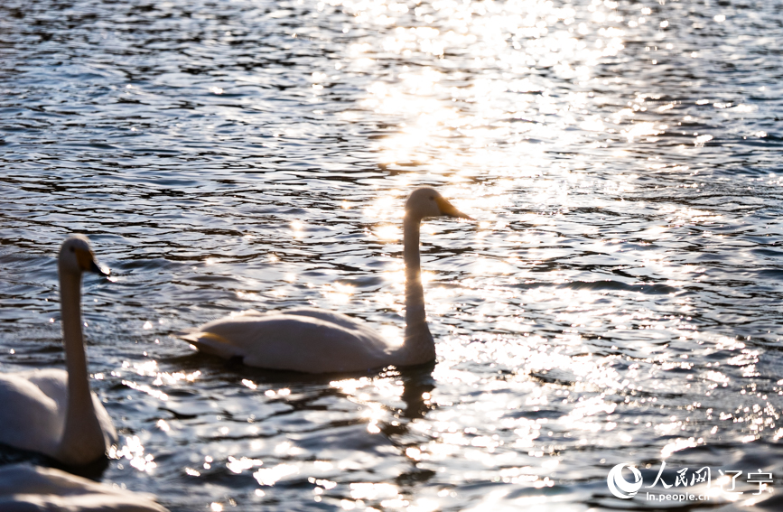 在遼寧省朝陽市北票市南八家子鄉紅村天鵝灣，數百隻潔白天鵝游蕩覓食。人民網記者 邱宇哲攝