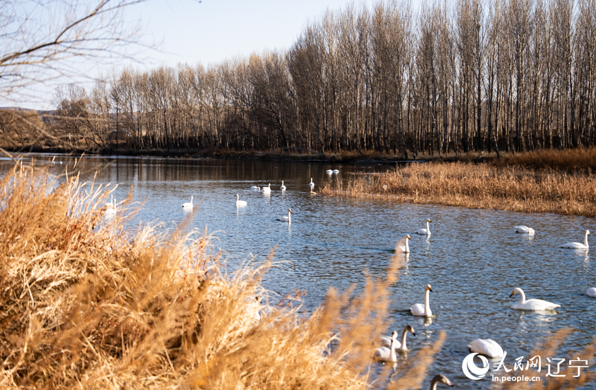 在遼寧省朝陽市北票市南八家子鄉紅村天鵝灣，數百隻潔白天鵝游蕩覓食。人民網記者 邱宇哲攝