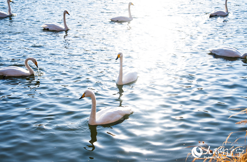 在遼寧省朝陽市北票市南八家子鄉紅村天鵝灣，數百隻潔白天鵝游蕩覓食。人民網記者 邱宇哲攝