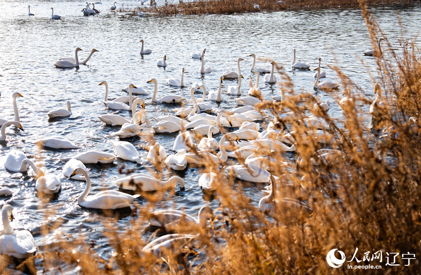 在遼寧省朝陽市北票市南八家子鄉紅村天鵝灣，數百隻潔白天鵝游蕩覓食。人民網記者 邱宇哲攝