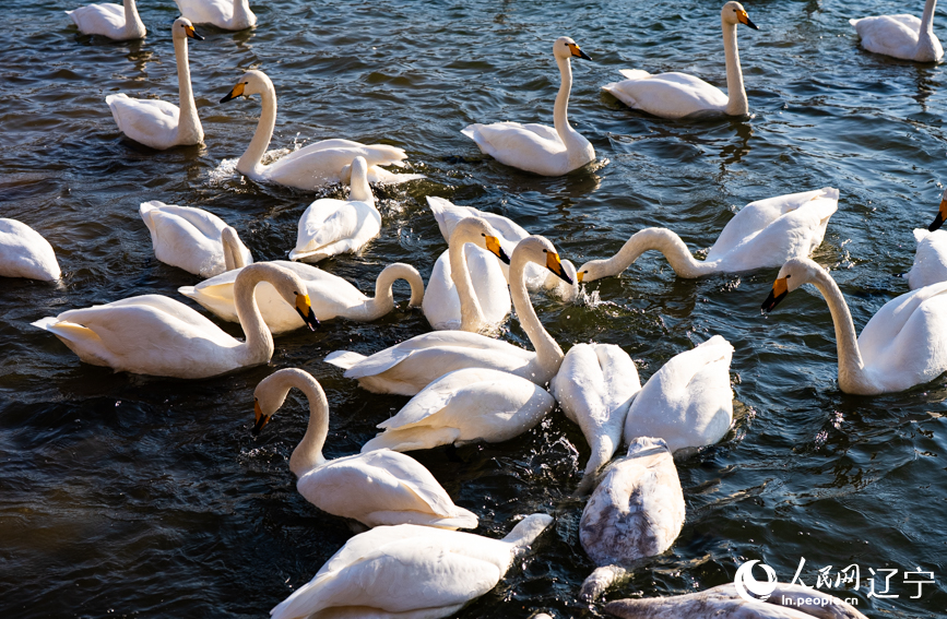 在遼寧省朝陽市北票市南八家子鄉紅村天鵝灣，數百隻潔白天鵝游蕩覓食。人民網記者 邱宇哲攝