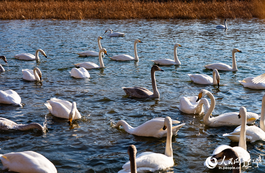 在遼寧省朝陽市北票市南八家子鄉紅村天鵝灣，綿延數公裡的潔白天鵝游蕩覓食。人民網記者 邱宇哲攝