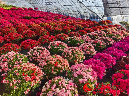 溫室大棚裡花蕾飽滿的杜鵑花。人民網記者 王斯文攝