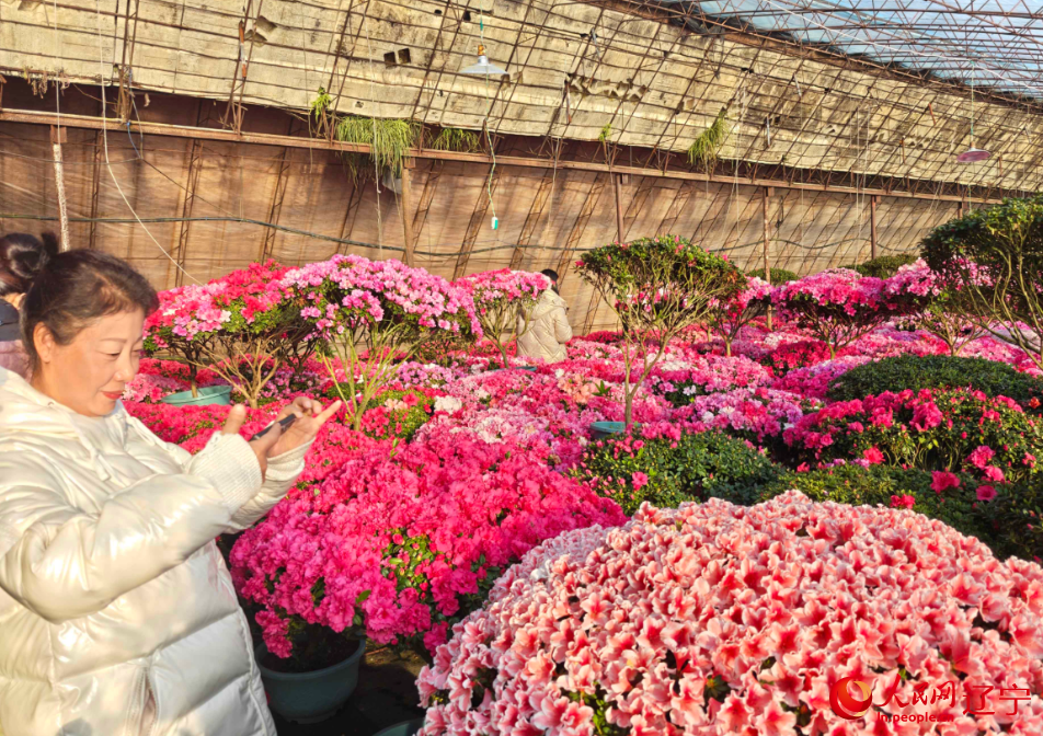 花農在大棚裡拍視頻推廣杜鵑花。人民網記者 王斯文攝