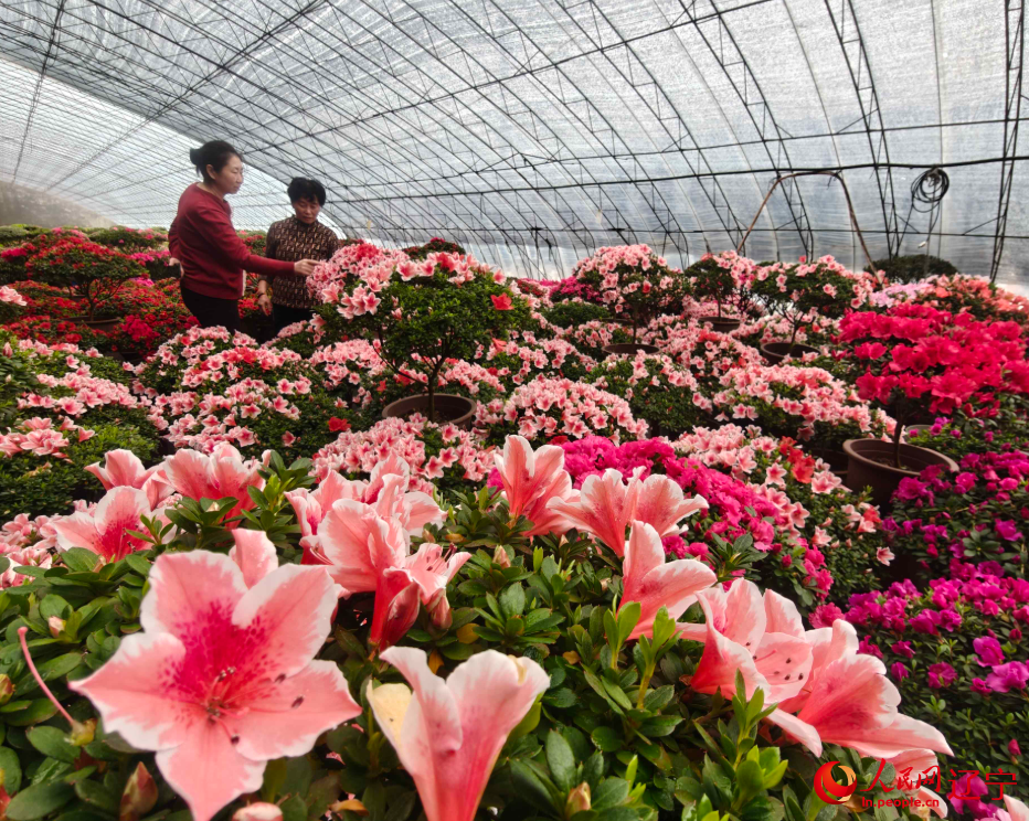 花農們交流種植心得。人民網記者 王斯文攝