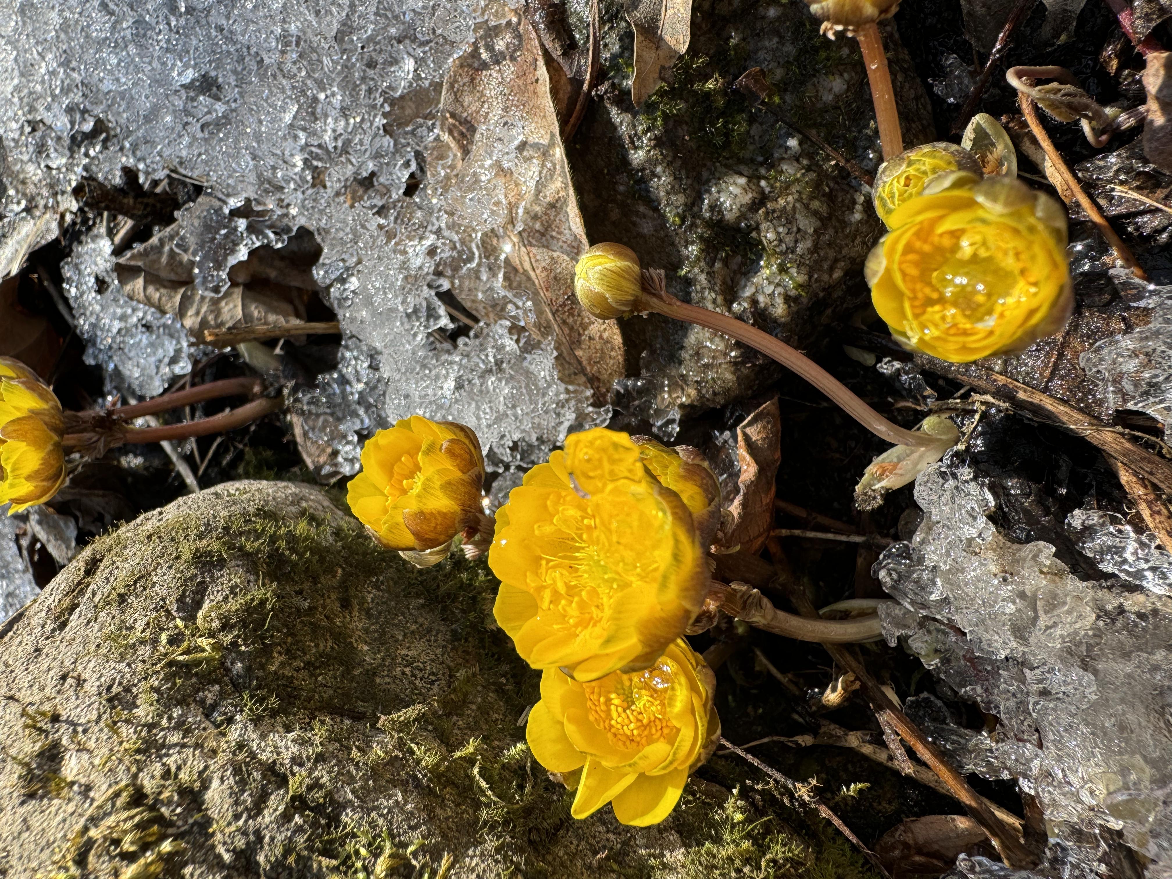 辽宁本溪：冰凌花开报春来【2】