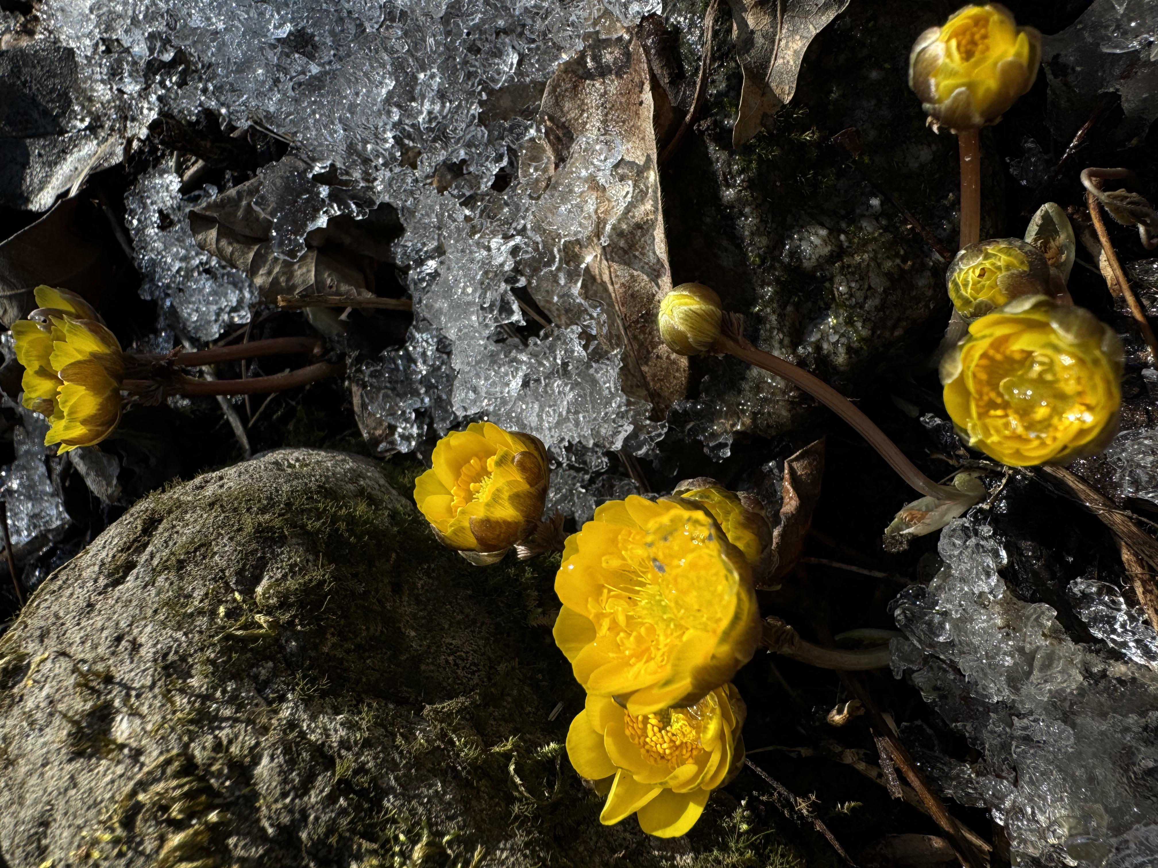 辽宁本溪：冰凌花开报春来【3】