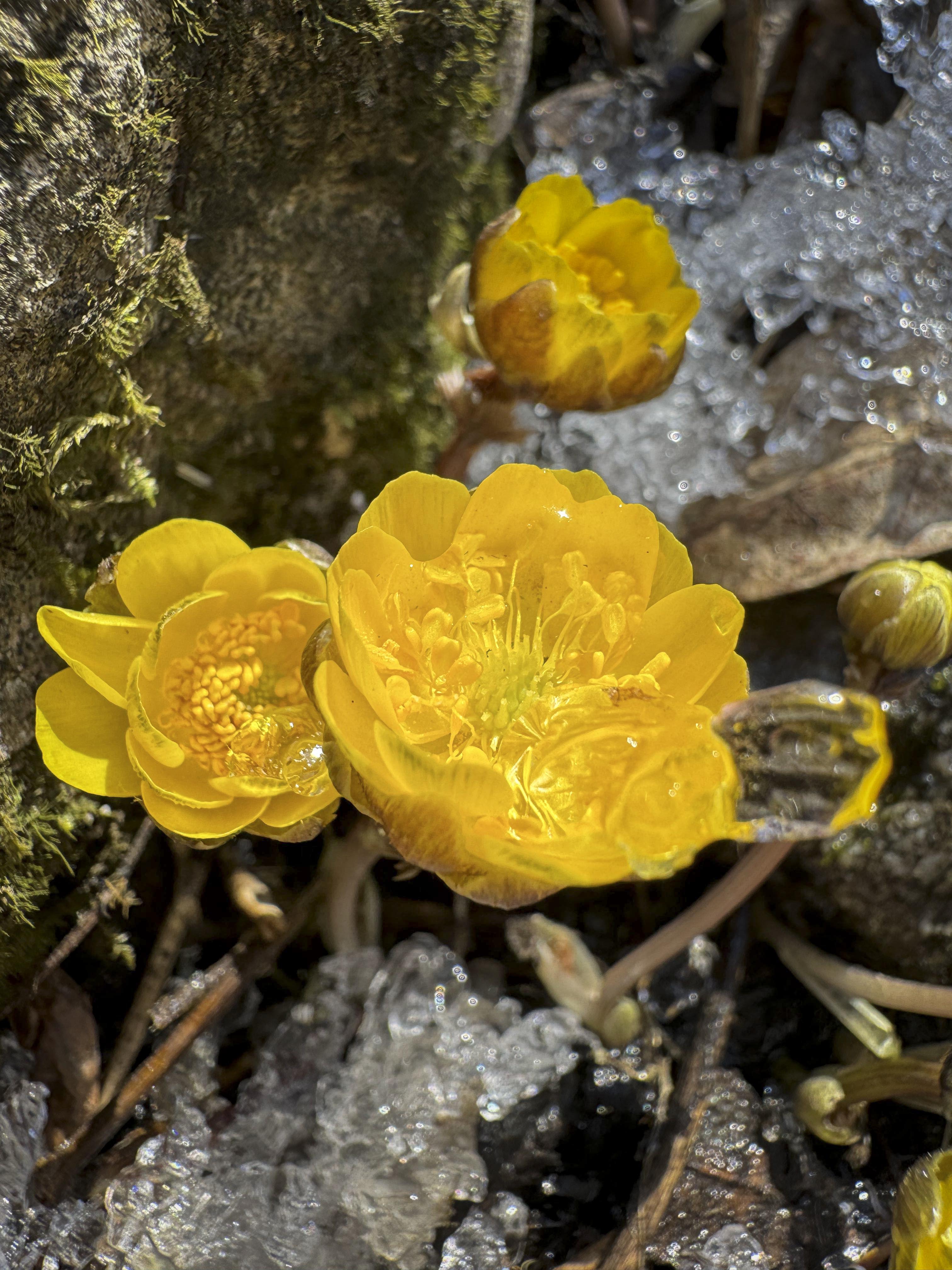 辽宁本溪：冰凌花开报春来【5】