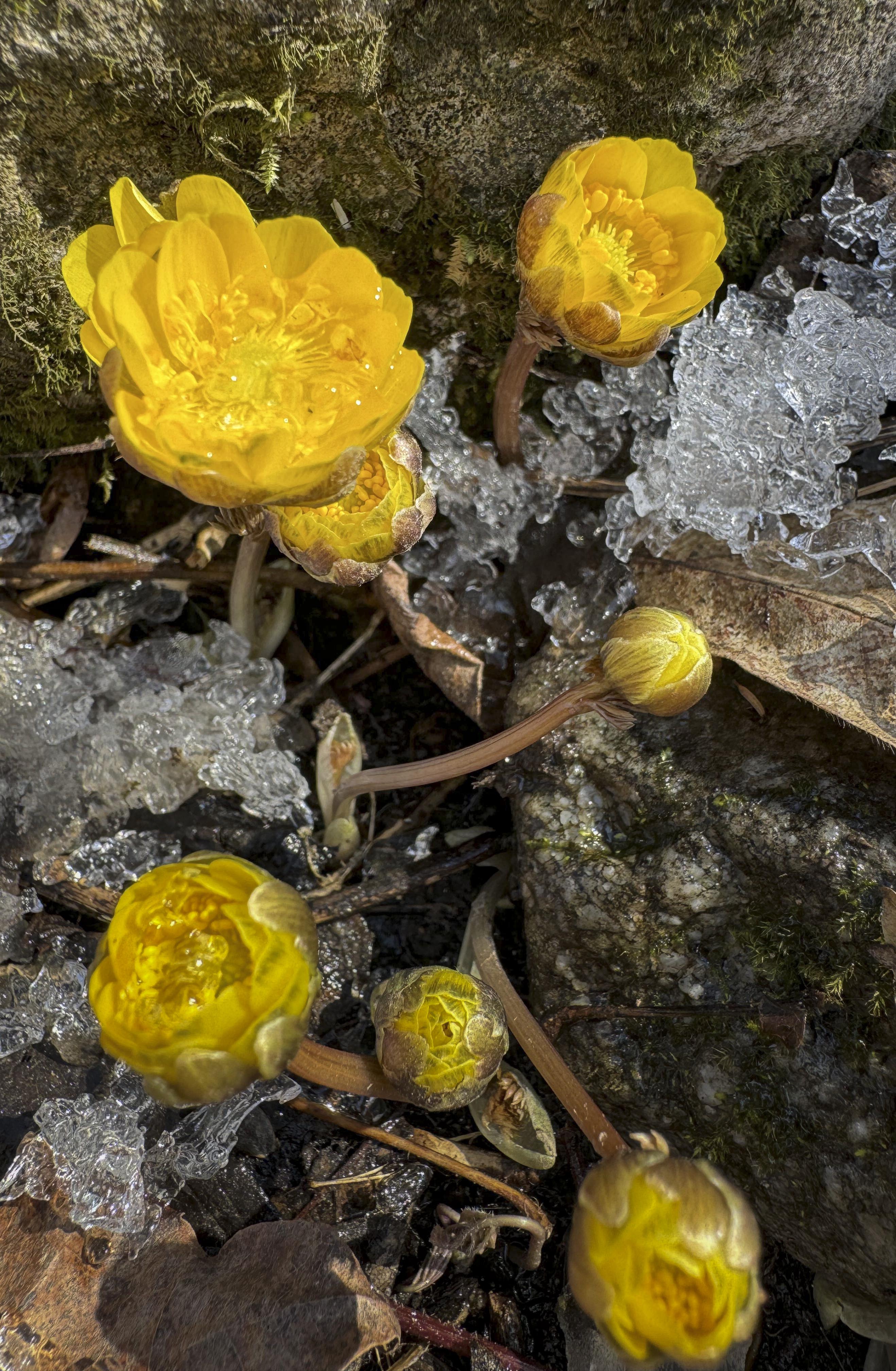 辽宁本溪：冰凌花开报春来【7】