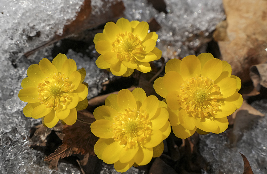 辽宁本溪：冰凌花开报春来