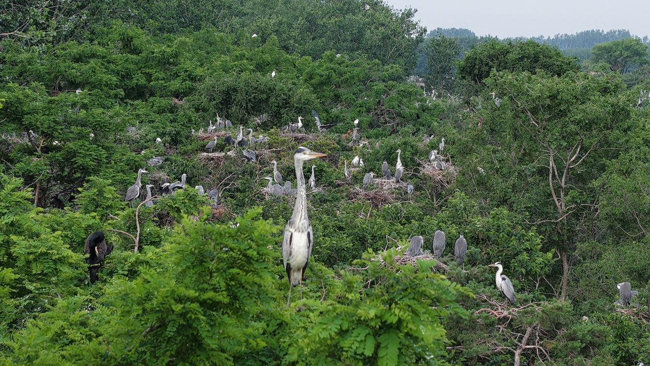 鷺鳥園中的鳥