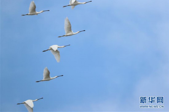 （圖文互動）（4）東洞庭湖迎來今年首批冬候鳥逾2萬隻